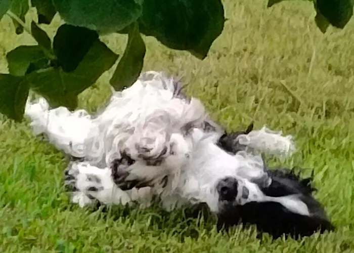 Kraeuter Hube Holiday home Litschau